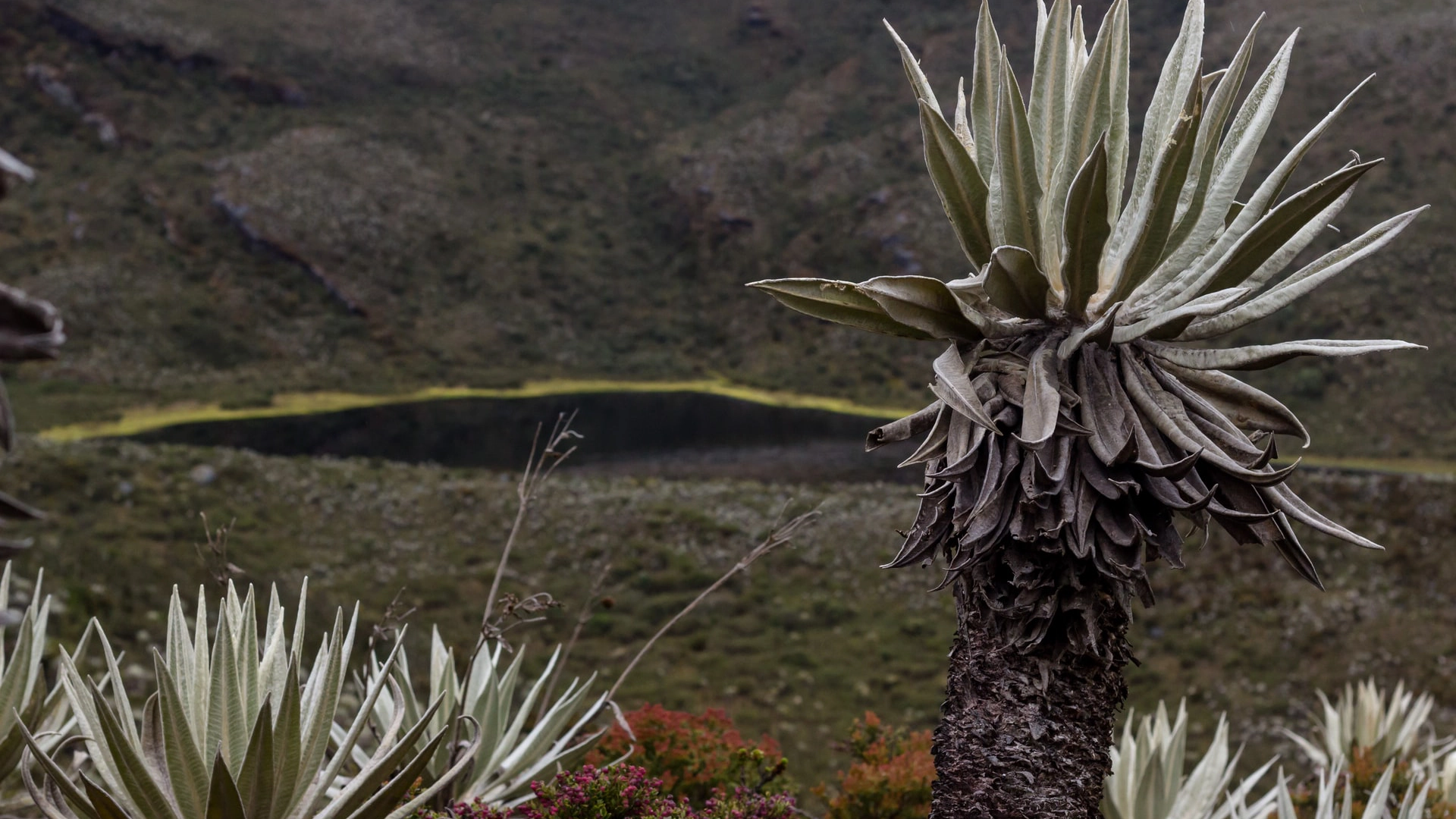 Paisaje de páramo verde exuberante con un sendero sinuoso, encarnando los principios de No Deje Rastro.